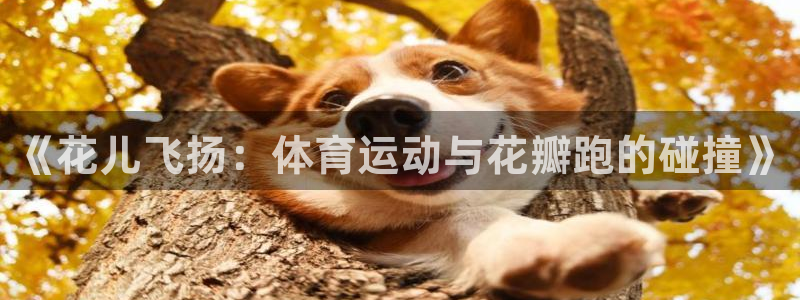 xc体育